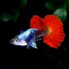 Dumbo Red Tail Guppy Size M