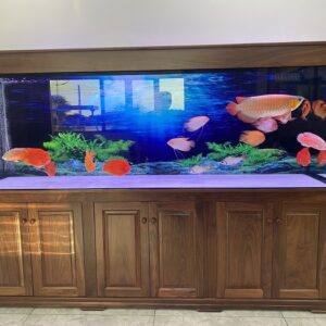 Big Arowana Tank By Wood