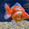 Three-tailed Lionhead Fish 8-12cm