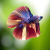 Siamese Fighting Fish Koi Nome 2 Tail